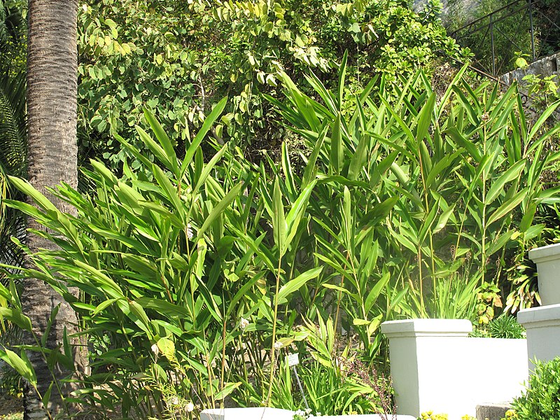 Alpinia nutans (Maria Serena).jpg