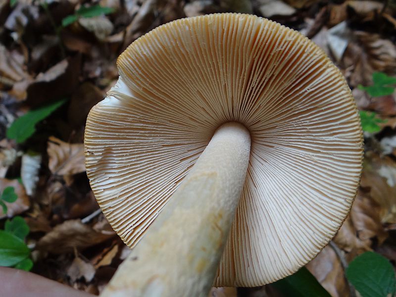 File:Amanita vaginata a1 (4).JPG