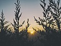 "Amazing_Sunrises_(Unsplash).jpg" by User:Fæ