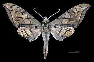 <i>Ambulyx johnsoni</i> Species of moth