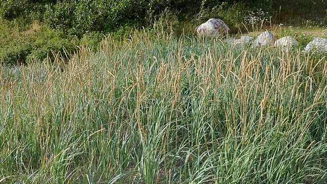 American Dune Grass (Leymus mollis)