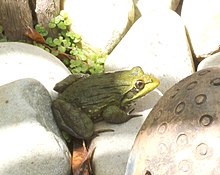 Amietia fuscigula, an olive-coloured specimen in the Western Cape, human-habituated in a suburban garden. Amietia fuscigula Pyxicephalidae IMG 4332s.JPG