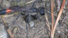 Fayl: Ammophila sabulosa - 2014-09-05.webm