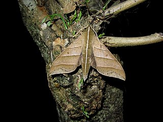 <i>Ampelophaga dolichoides</i> Species of moth