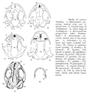 Amphibians' skulls, Hans Gadow, 1909 Amphibia and Reptiles AmphibSkeletons.png