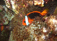 Description de l'image Amphiprion melanopus in Entacmaea quadricolor.jpg.