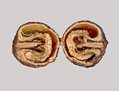 Anamirta cocculus Dried fruit