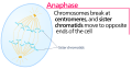 Anafase (Eng.)