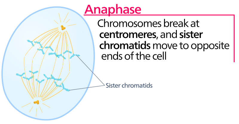 File:Anaphase.svg