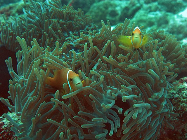 Image: Anemone fish Lakshadweep