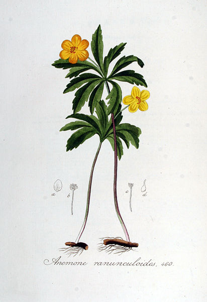 File:Anemone ranunculoides — Flora Batava — Volume v6.jpg