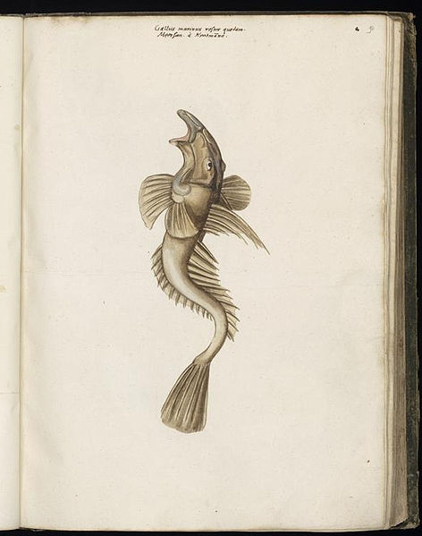 File:Animal drawings collected by Felix Platter, p1 - (53).jpg