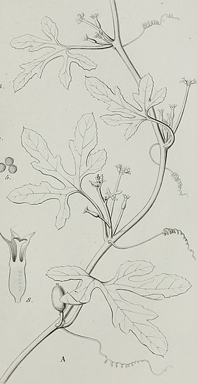 Annales des Sciences Naturelles Botaniques (1862) (17787822383).jpg
