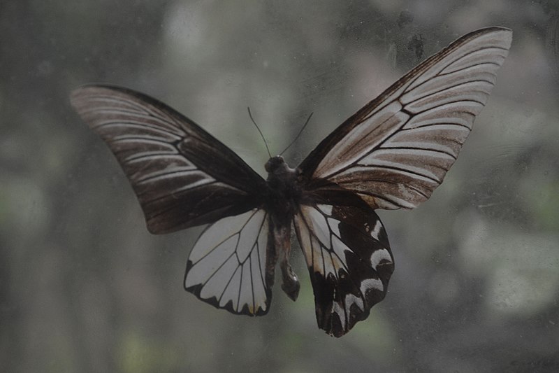 File:Another mounted butterfly (9275050845).jpg