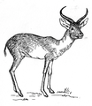 Antelope 2 (PSF).png