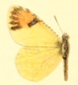 Anthocharis pima