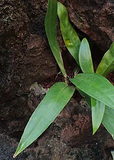 <i>Anthurium amnicola</i> Species of plant in the family Araceae