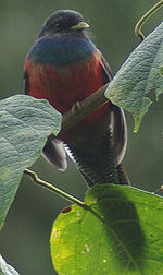 Bar-tailed trogon near Mountain Lodge Apaloderma vittatum1.jpg