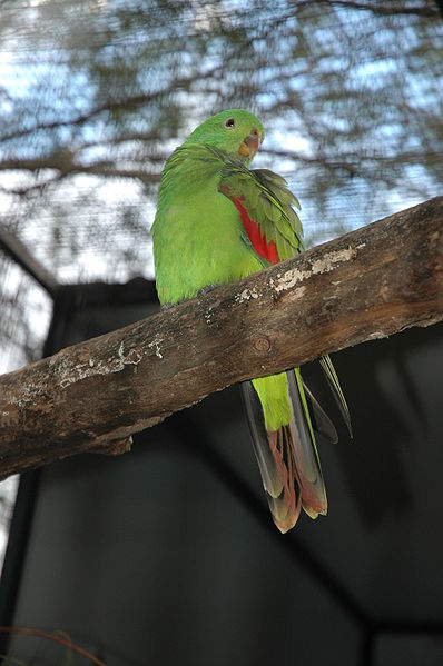 File:Aprosmictus erythropterus (juvenile) -Brisbane Zoo-6.jpg