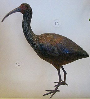 Afbeelding beschrijving Apteribis sp.  (5212794163) .jpg.