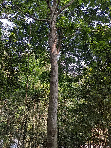 File:Aralam Wildlife Sanctuary during Annual Butterfly Survey 2022 (252).jpg