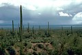 Sonoran Desert, Arizona