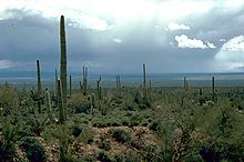 Sonoran Desert landscape