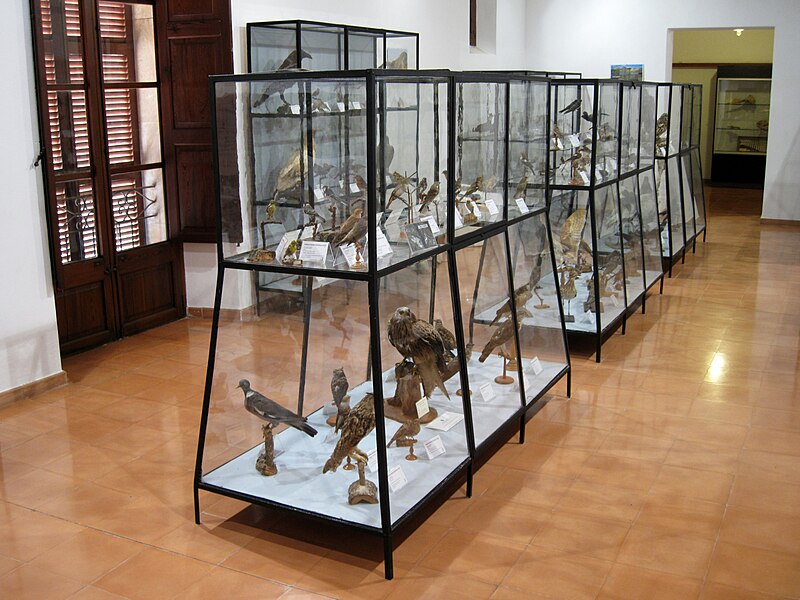 File:Artà Museum Naturgeschichte 01.JPG