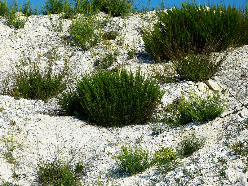 File:Artemisia salsoloides(полин солянковидний). 04.jpg