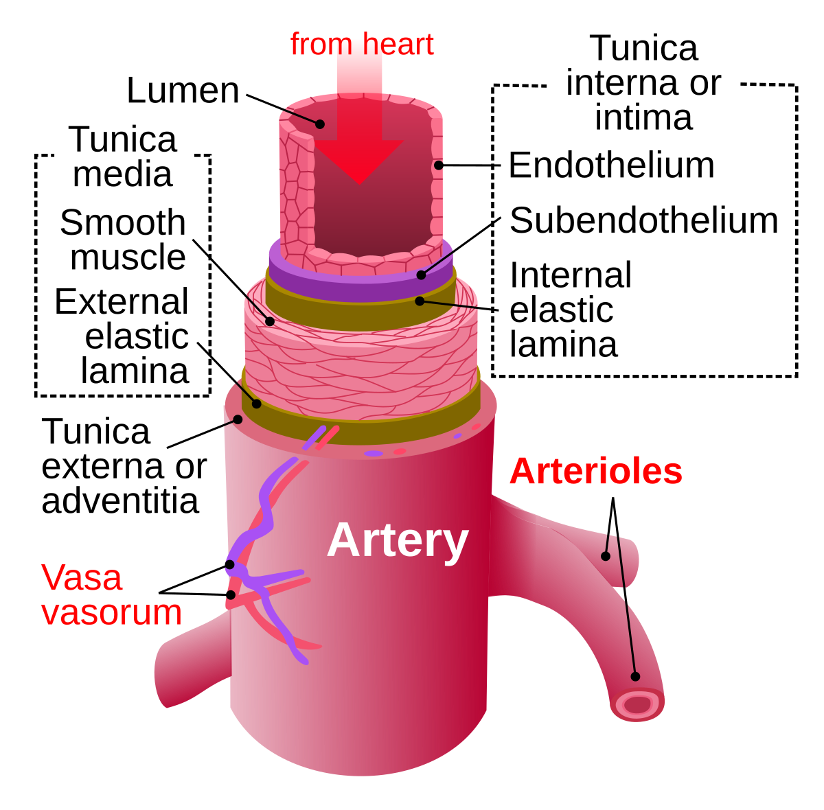 Artery Wikipedia