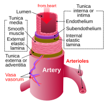 Artery.svg