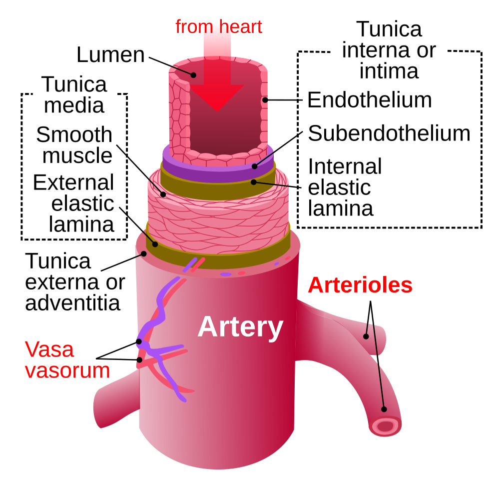 Artery-avatar