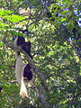 Black and white colobus monkeys in Arusha National Park.