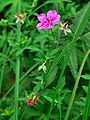 アサマフウロの花、つぼみと葉 Flower, buds and leaf of "Asama-fuuro" (Geranium soboliferum).