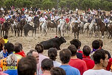 Asesinato de Elegido, Toro de la Vega 2014 (5).jpg