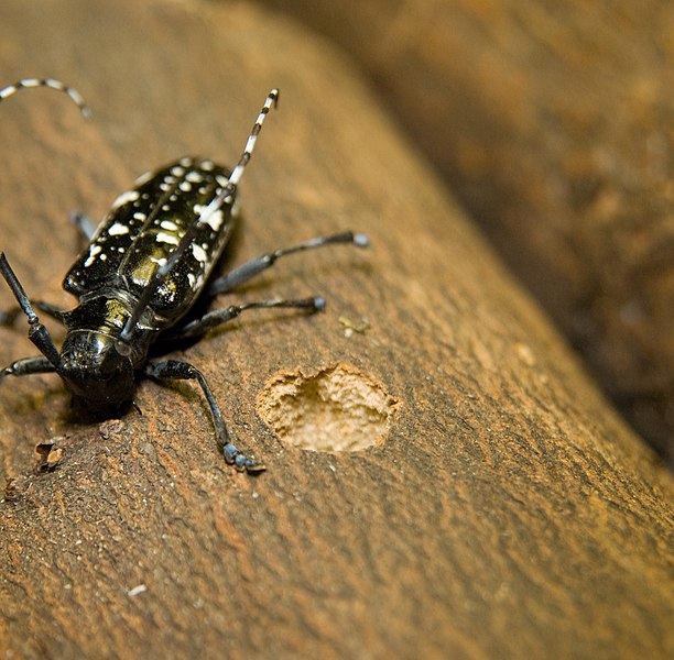 File:Asian longhorned beetle and exit hole.jpg