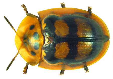 ไฟล์:Aspidimorpha areata (Klug, 1835); Syn.- Aspidomorpha areata (Klug, 1835) (7455560614).png