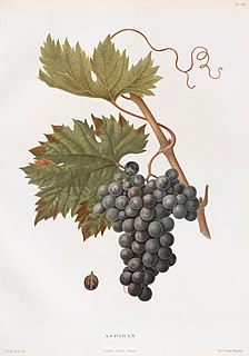 Aspiran (grape) Variety of grape