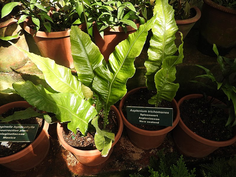 File:Asplenium trichomones-1-botanical garden-ooty-India.jpg