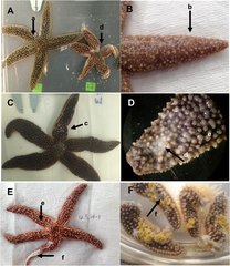 File:Asterias forbesi (10.1371-journal.pone.0188523) Figure 2.tif (Category:Asterias forbesi)