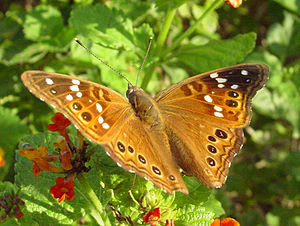 Asterocampa leilia