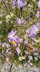 File:Asters 2014.jpg (Category:Asteriidae)