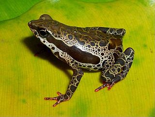 <i>Atelopus spumarius</i> Species of amphibian