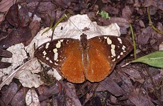 <i>Aterica</i> Genus of brush-footed butterflies