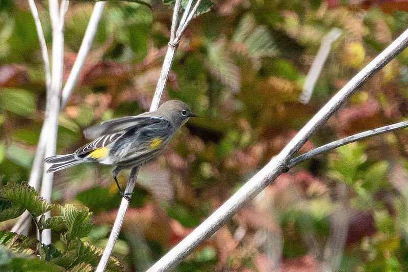 File:Audubon's Yellow-rumped Warbler (1st fall ) Pt Reyes CA 2018-10-02 13-04-26 (31194893538).jpg