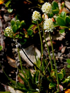 <i>Tofieldia pusilla</i> Species of flowering plant in the family Tofieldiaceae