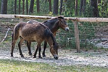 Deux poneys devant une barrière en bois.