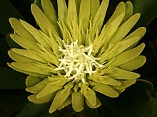 Aulax umbellata 1DS-II 1-C4362.jpg