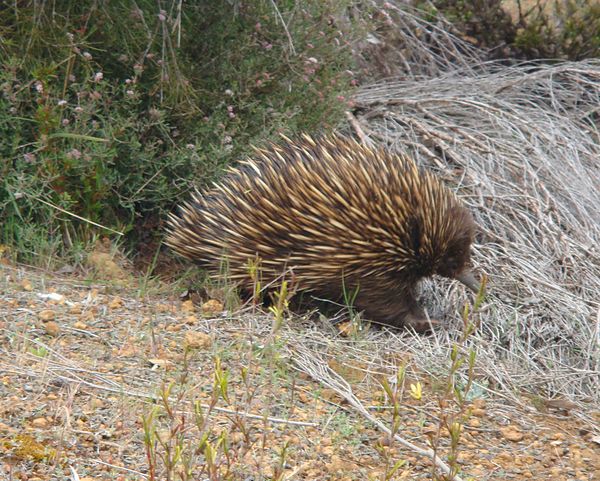 An echidna at Flinders Chase National Park