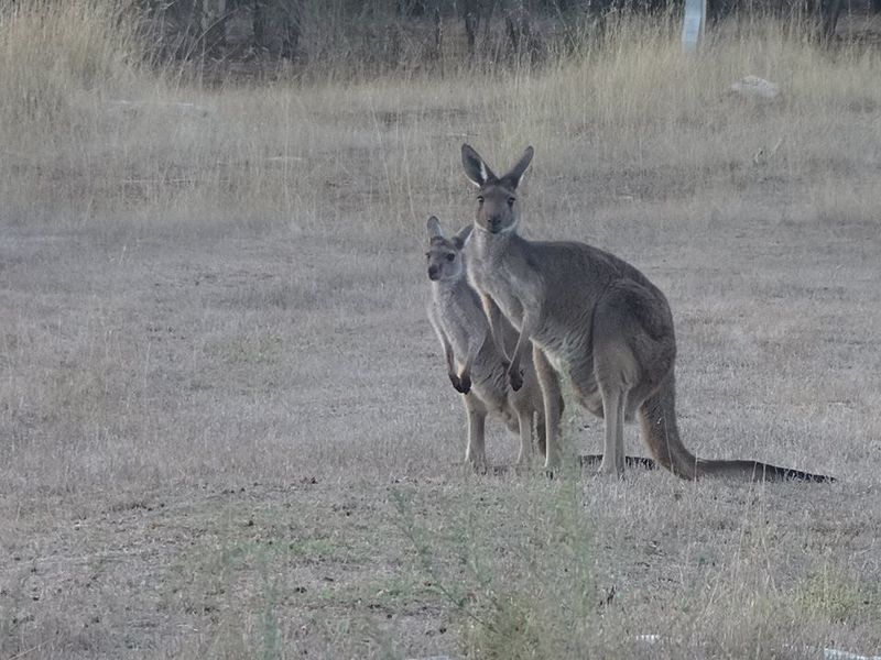 File:Australia wildlife.jpg